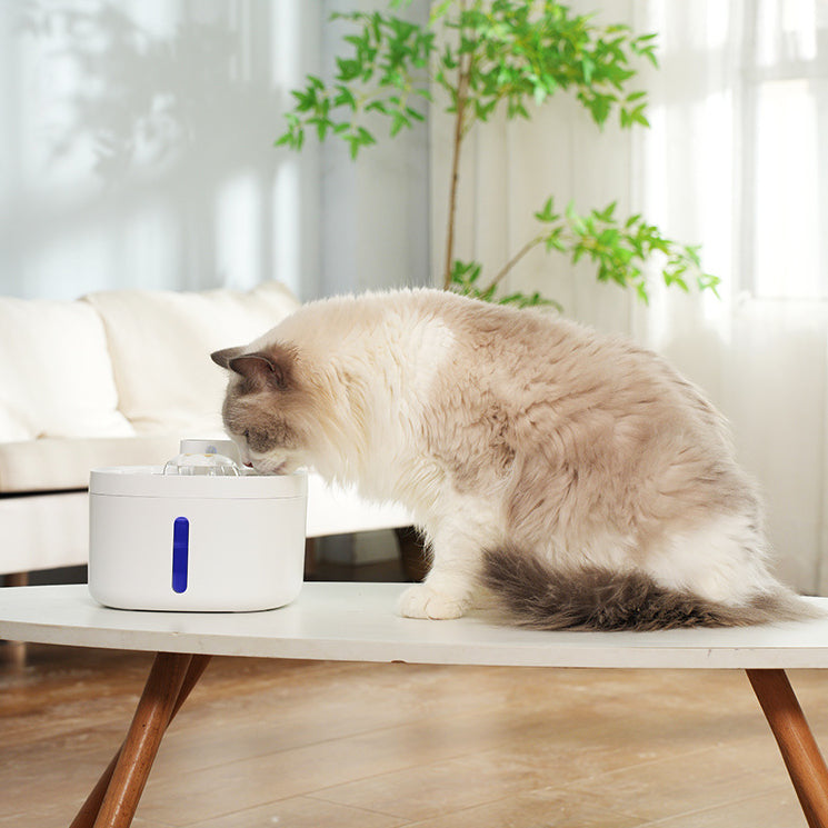 Sensor-Activated Pet Fountain